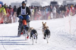 Lenk 2013